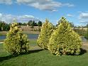 Conifer Golden Cham.pisifera filifera Aurea_group 